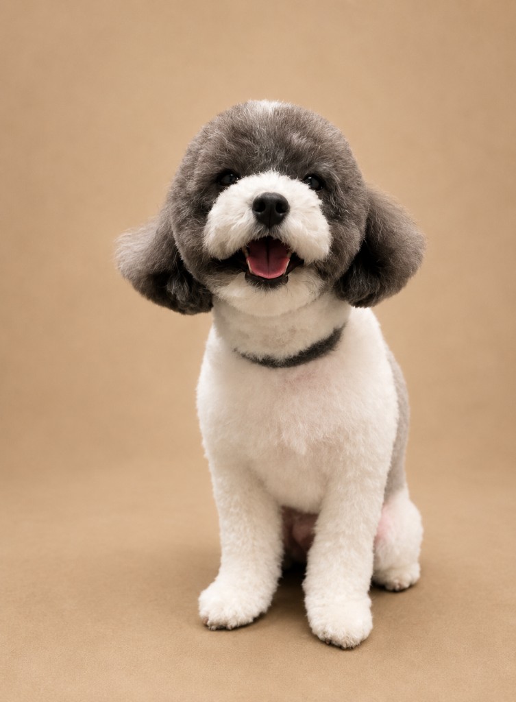 White and grey poodle mix after professional grooming
